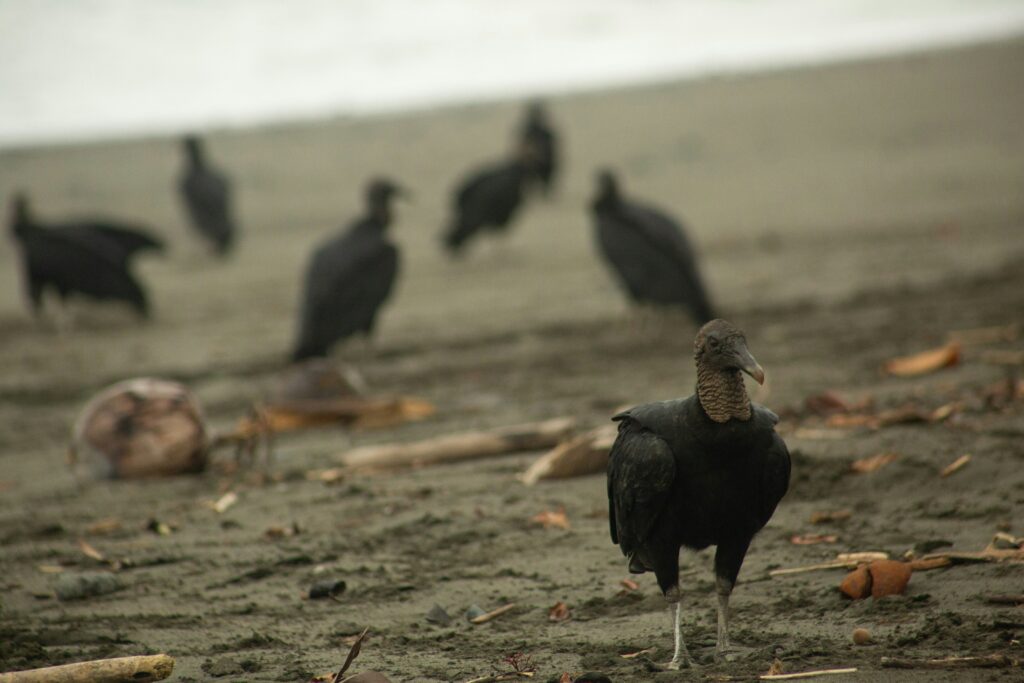 beach cleanup